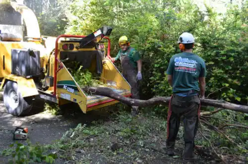 tree services El Prado Estates